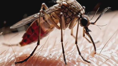 Dr. Kojian's Anti-Itch Insect Ointment