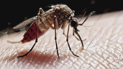 Dr. Kojian's Anti-Itch Insect Ointment